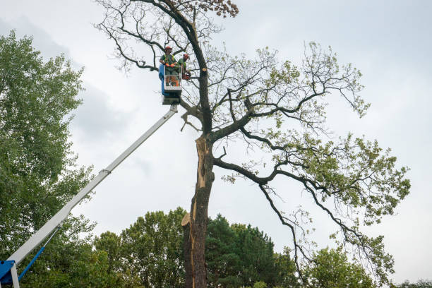 How Our Tree Care Process Works  in  Hale Center, TX